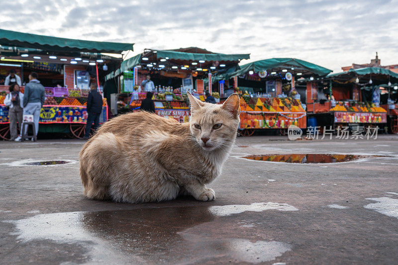 马拉喀什麦地那区Jemaa el Fna摩洛哥市场广场上的一只猫